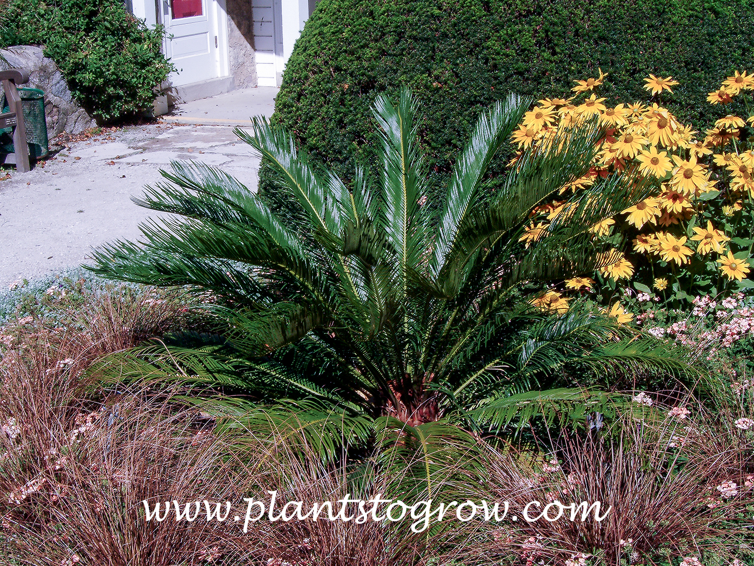 Sago Palm (Cycas revoluta)